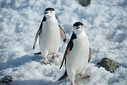 Picture 'Ant1_1_03673 Chinstrap Penguin, Penguin, Pygoscelis Antarcticus, Antarctica and sub-Antarctic islands, South Shetland Islands, Half Moon Island'